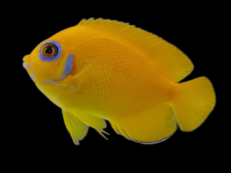 Centropyge flavissima 4-6cm