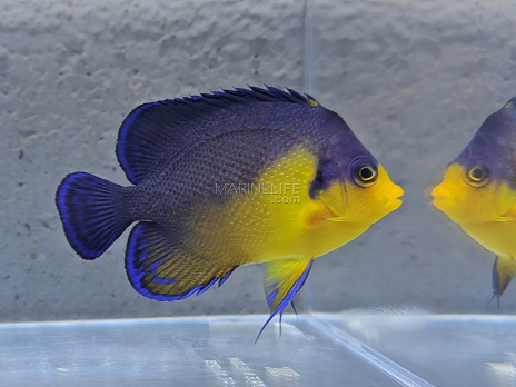 Centropyge venusta