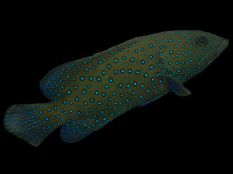 Cephalopholis argus 5-10 cm