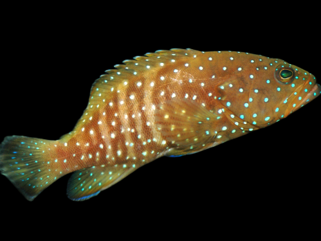 Cephalopholis cyanostigma 12-15 cm