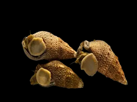 Cerithium spp. 1-3 cm
