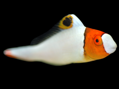 Cetoscarus bicolor Juv&eacute;nile 10-15 cm
