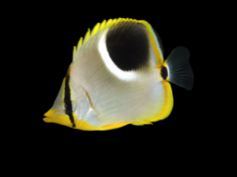 Chaetodon ephippium Adulte 7-10 cm