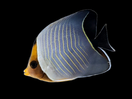 Chaetodon larvatus 5-8cm