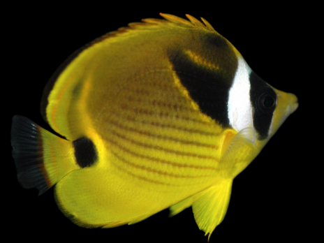 Chaetodon lunula 7-10 cm