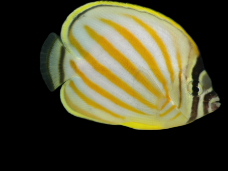 Chaetodon ornatissimus 7-10 cm