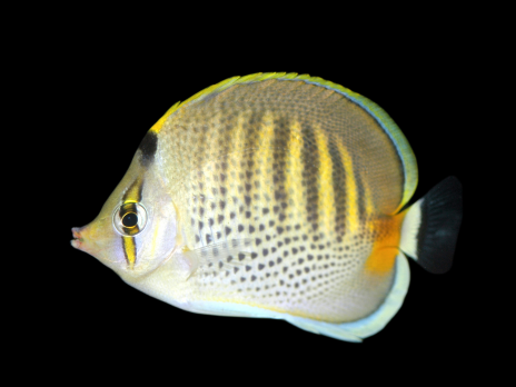 Chaetodon punctatofasciatus 7-10 cm