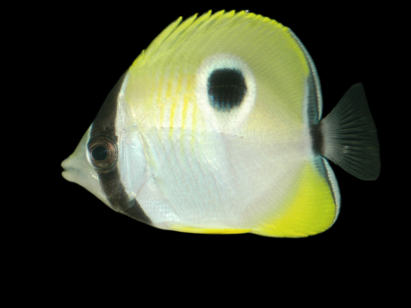 Chaetodon unimaculatus 7-10 cm