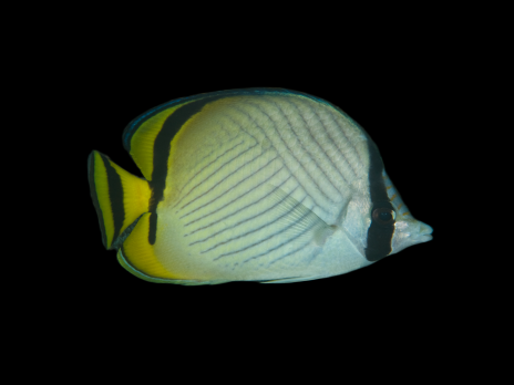 Chaetodon vagabundus 4-7 cm