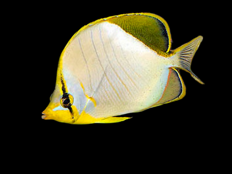 Chaetodon xanthocephalus 5-8cm