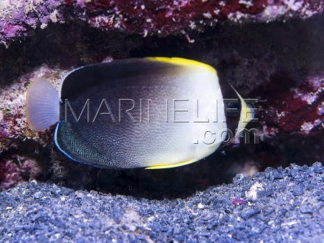 Chaetodontoplus mesoleucus Adulte