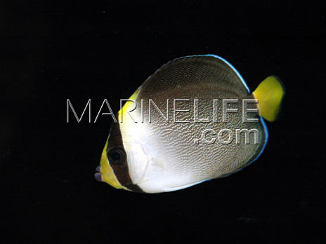 Chaetodontoplus mesoleucus Adulte 6-8 cm