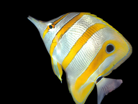 Chelmon rostratus 4-6cm