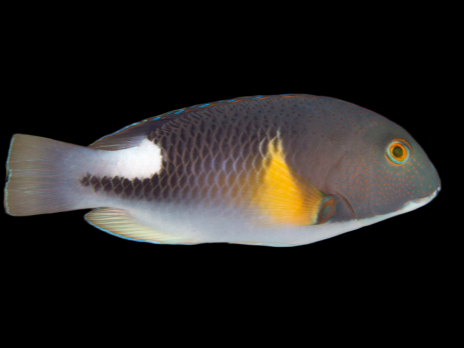 Choerodon anchorago 12-15 cm