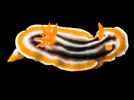 Chromodoris magnifica 3-4cm
