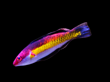 Cirrhilabrus naokoae M&acirc;le 4-6cm