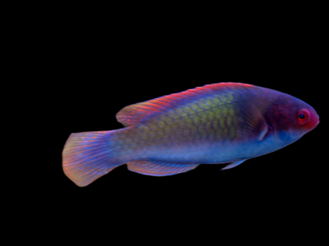 Cirrhilabrus solorensis M&acirc;le 4-6 cm Rouge - bleu - vert