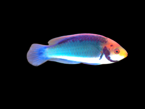 Cirrhilabrus solorensis M&acirc;le Sub-adulte 5-6 cm