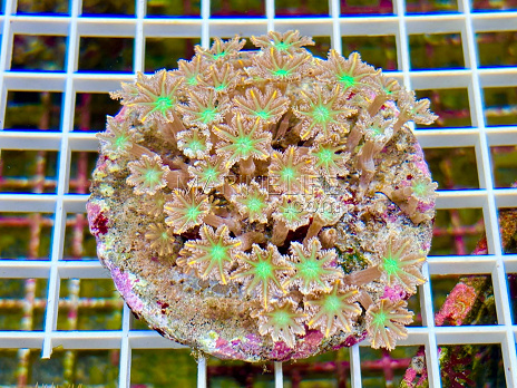 Clavularia papaya tricolor