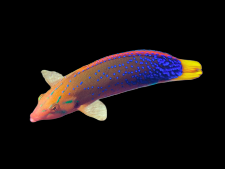Coris gaimard Adulte 8-12 cm