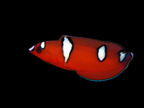 Coris gaimard Juv&eacute;nile 4-5 cm