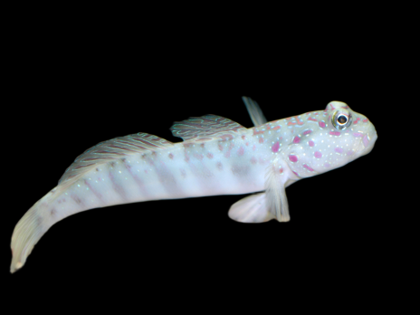 Cryptocentrus leptocephalus 6-8cm