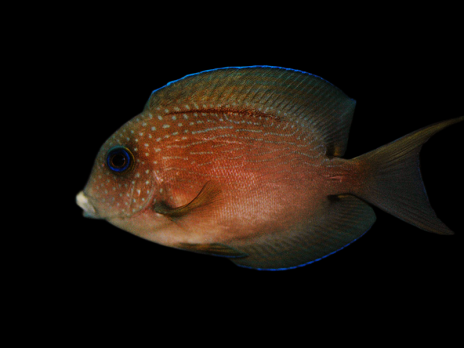 Ctenochaetus binotatus Adulte 5-8 cm