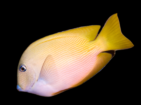 Ctenochaetus cyanocheilus Adulte 12-15 cm