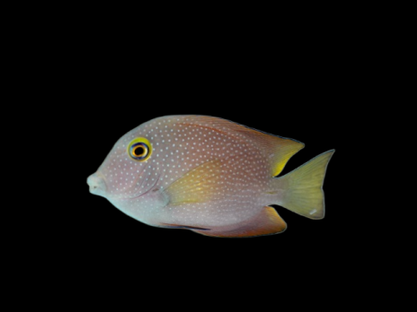 Ctenochaetus strigosus M