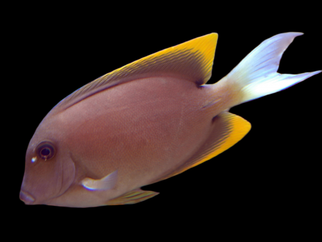 Ctenochaetus tominiensis Adulte 8-12 cm