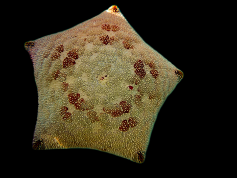 Culcita novaeguinea 12-15 cm