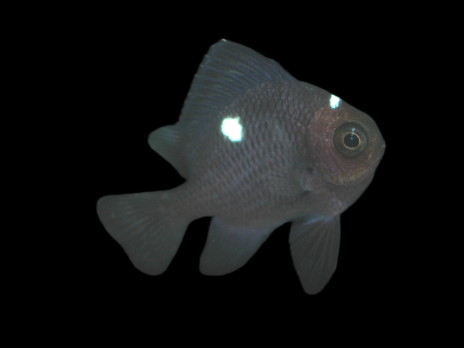 Dascyllus trimaculatus 2-3 cm