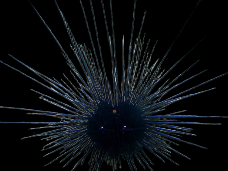 Diadema savignyi M