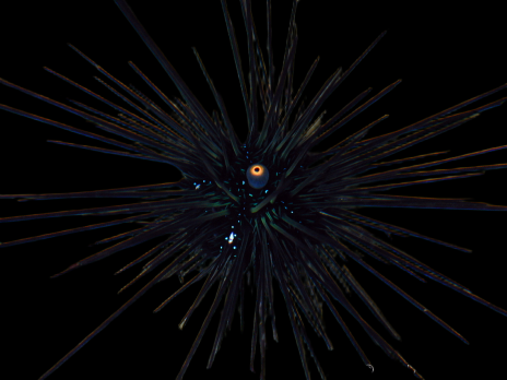 Diadema setosum <3 cm