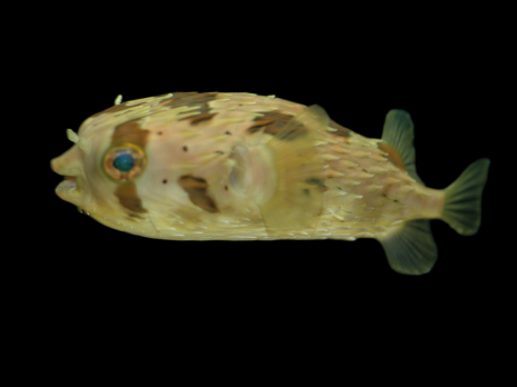 Diodon holocanthus 8-12 cm