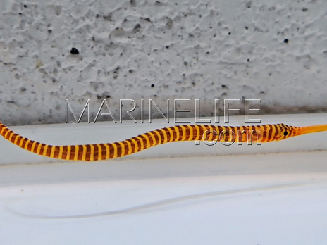 Dunckerocampus multiannulatus