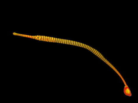Dunckerocampus pessuliferus 6-10cm