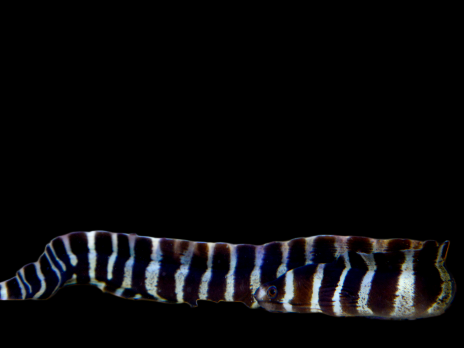 Echidna polyzona 20-30 cm