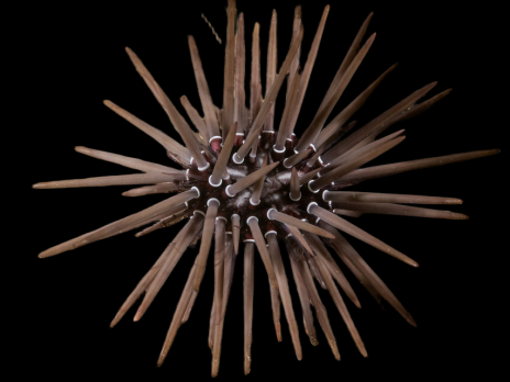 Echinometra mathaei <7 cm