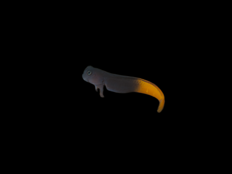 Ecsenius bicolor 4-6 cm