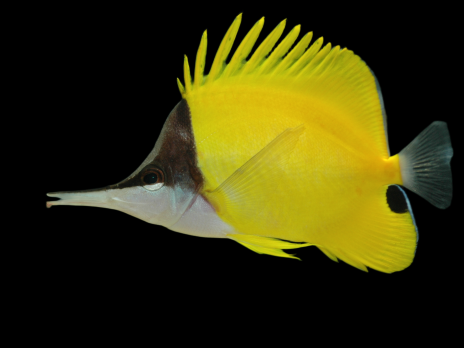 Forcipiger flavissimus 6-10 cm