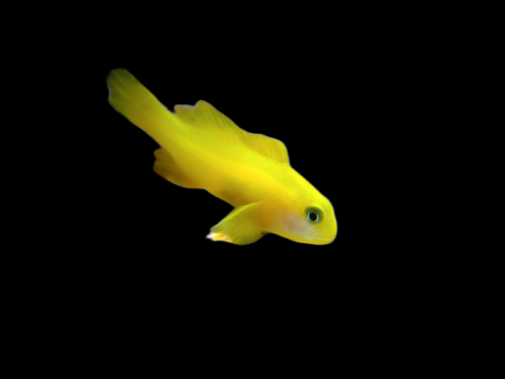 Gobiodon okinawae 2-4 cm