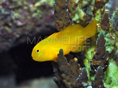 Gobiodon okinawae