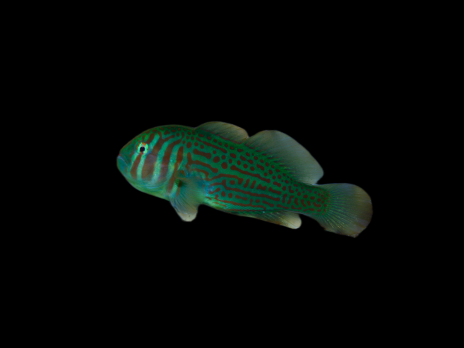 Gobiodon rivulatus 2-3cm