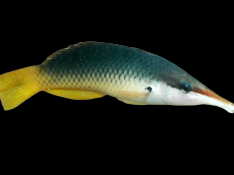 Gomphosus caeruleus Femelle 7-10 cm Beige