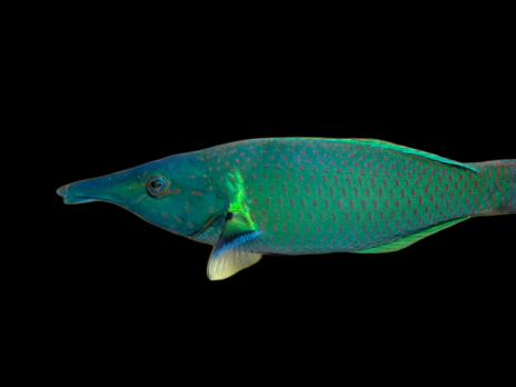 Gomphosus caeruleus M Vert