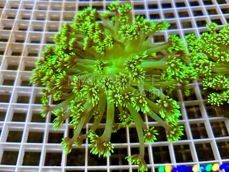 Goniopora stokesi Green fusion 02