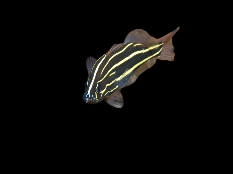 Grammistes sexlineatus 8-10 cm