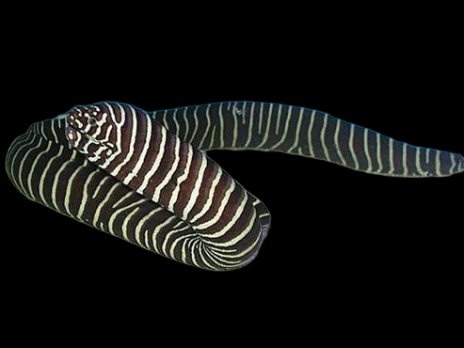 Gymnomuraena zebra 20-30 cm