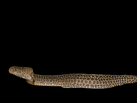 Gymnothorax pictus 30-50 cm